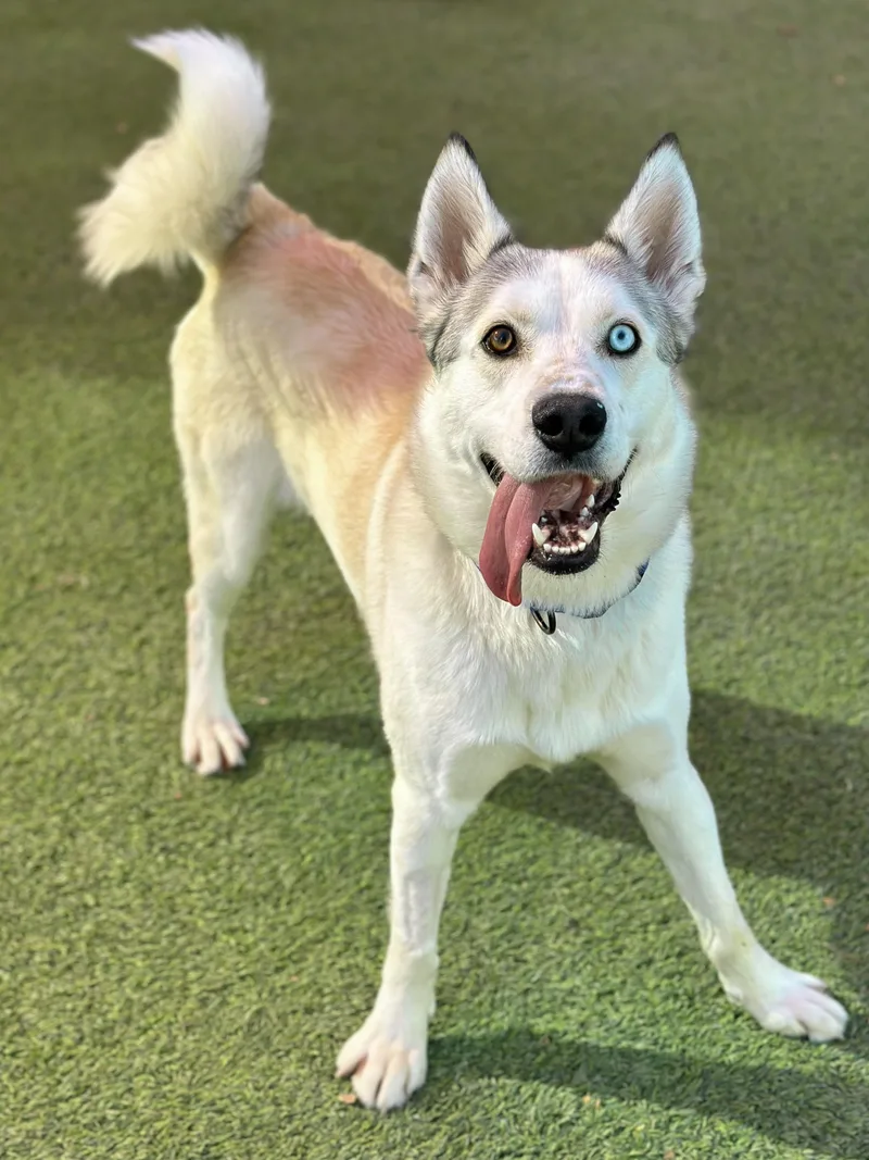 An adult medium-sized female White / Cream Siberian Husky dog named Dorsey for adoption in Glendale, AZ