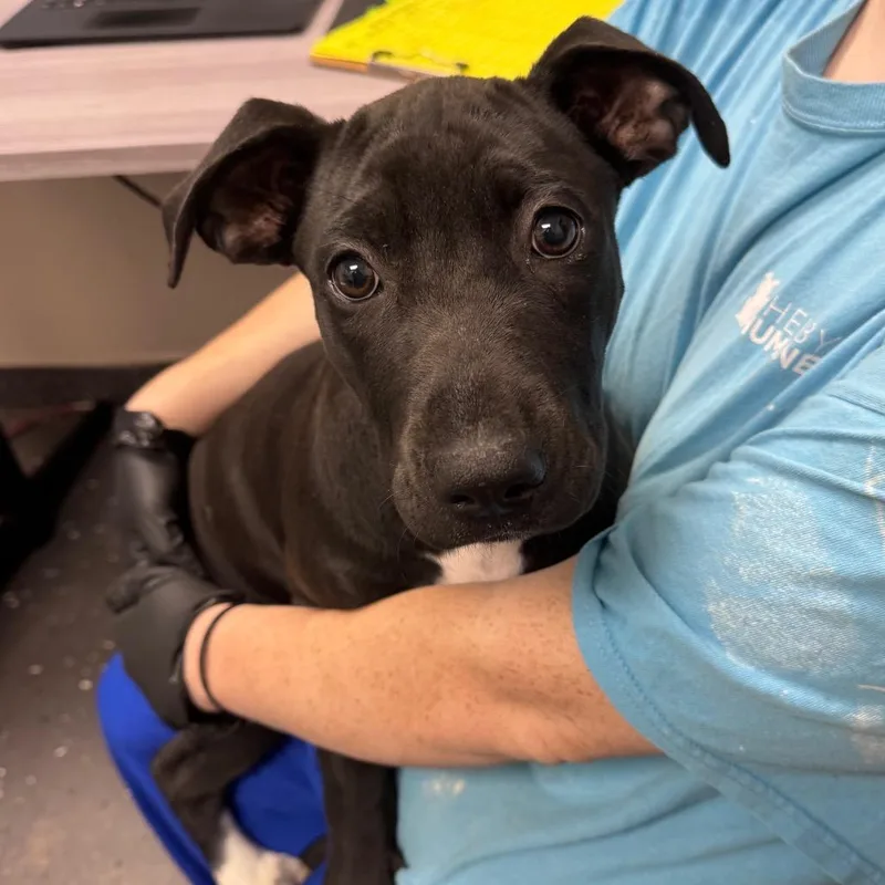 A baby medium-sized male Black Mixed Breed dog named McChicken for adoption in Columbiana, AL