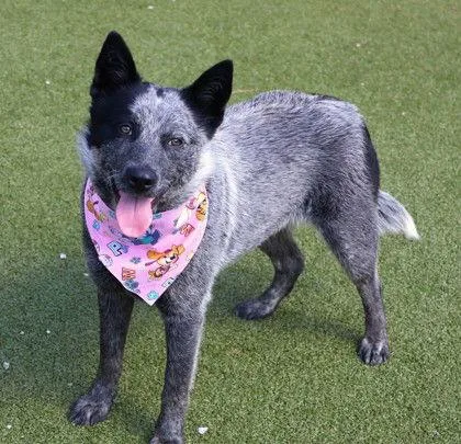 Gnocci Athens thumbnail 2