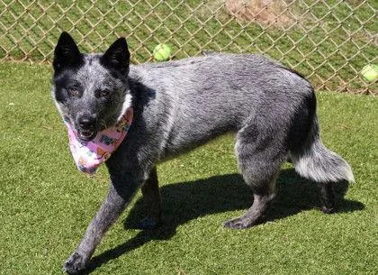 Gnocci Athens thumbnail 3