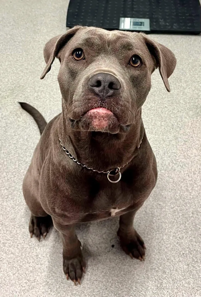 An adult medium-sized female Mixed Breed dog named Lola for adoption in Moundsville, WV