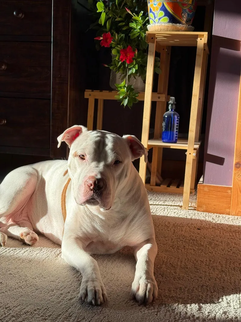 Doc Holiday thumbnail 2