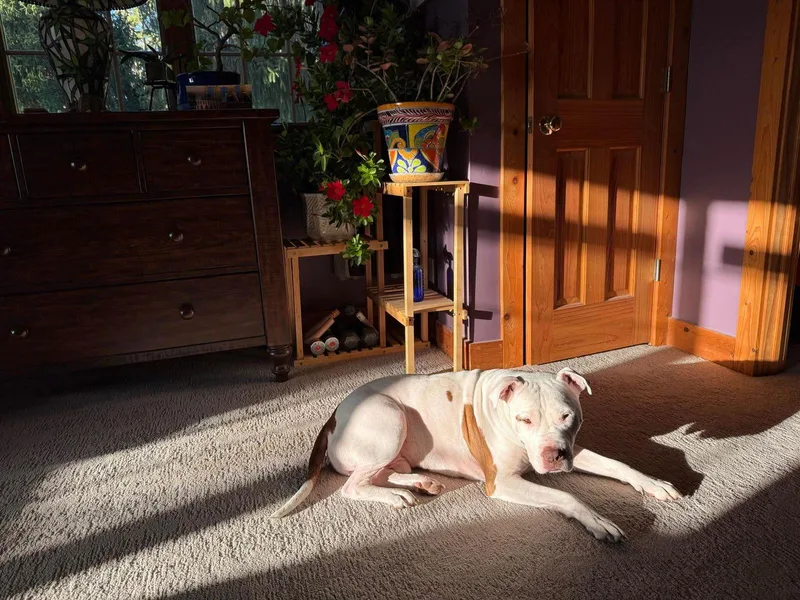 Doc Holiday thumbnail 3