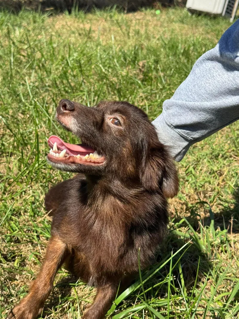 An adult small-sized male Mixed Breed dog named Cocoa for adoption in Westwood, NJ