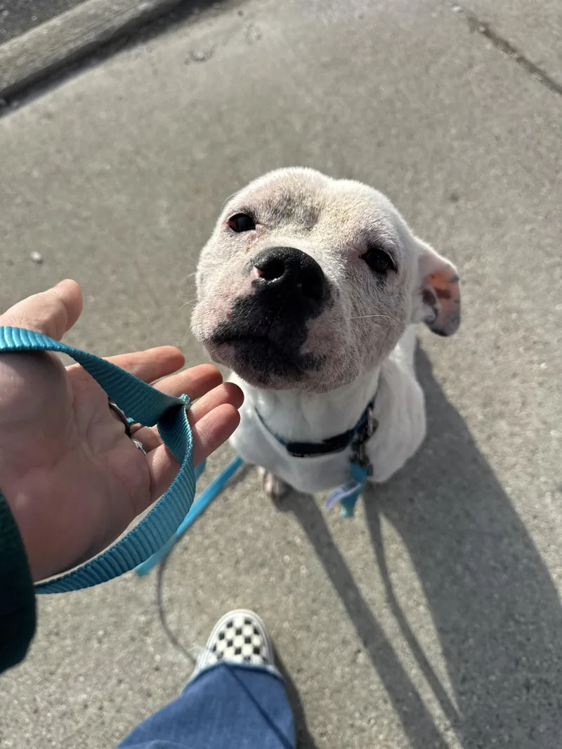 Sugar Sweet thumbnail 2