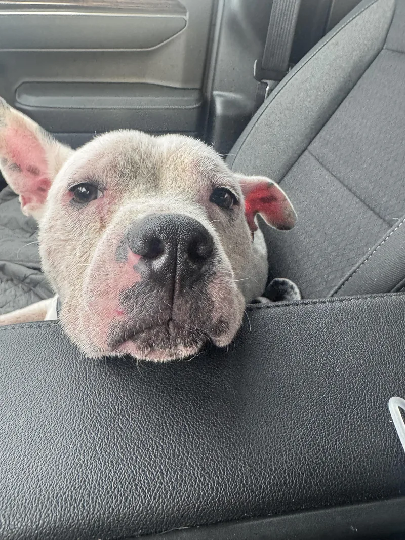 Sugar Sweet thumbnail 3