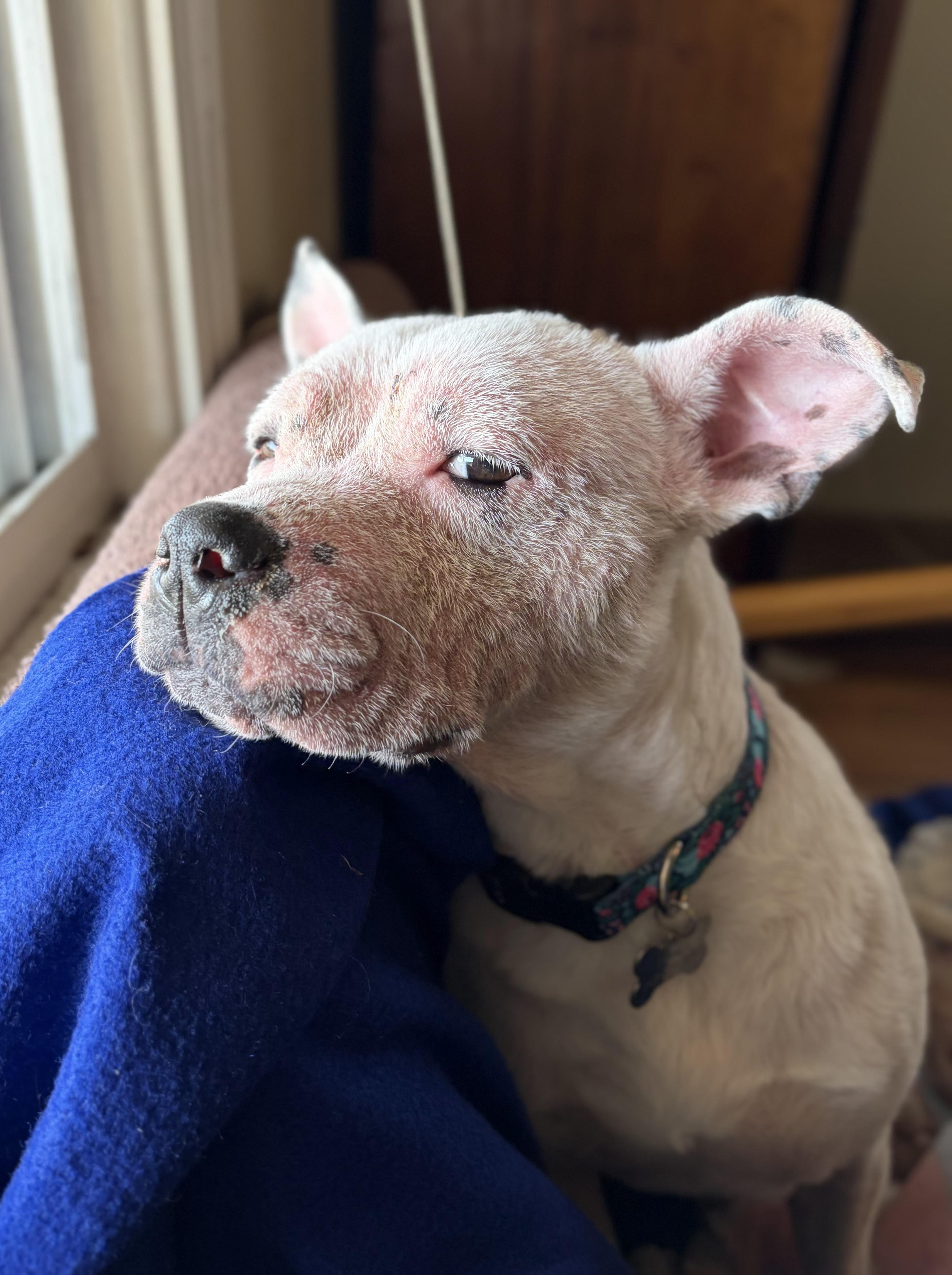 Sugar Sweet thumbnail 5