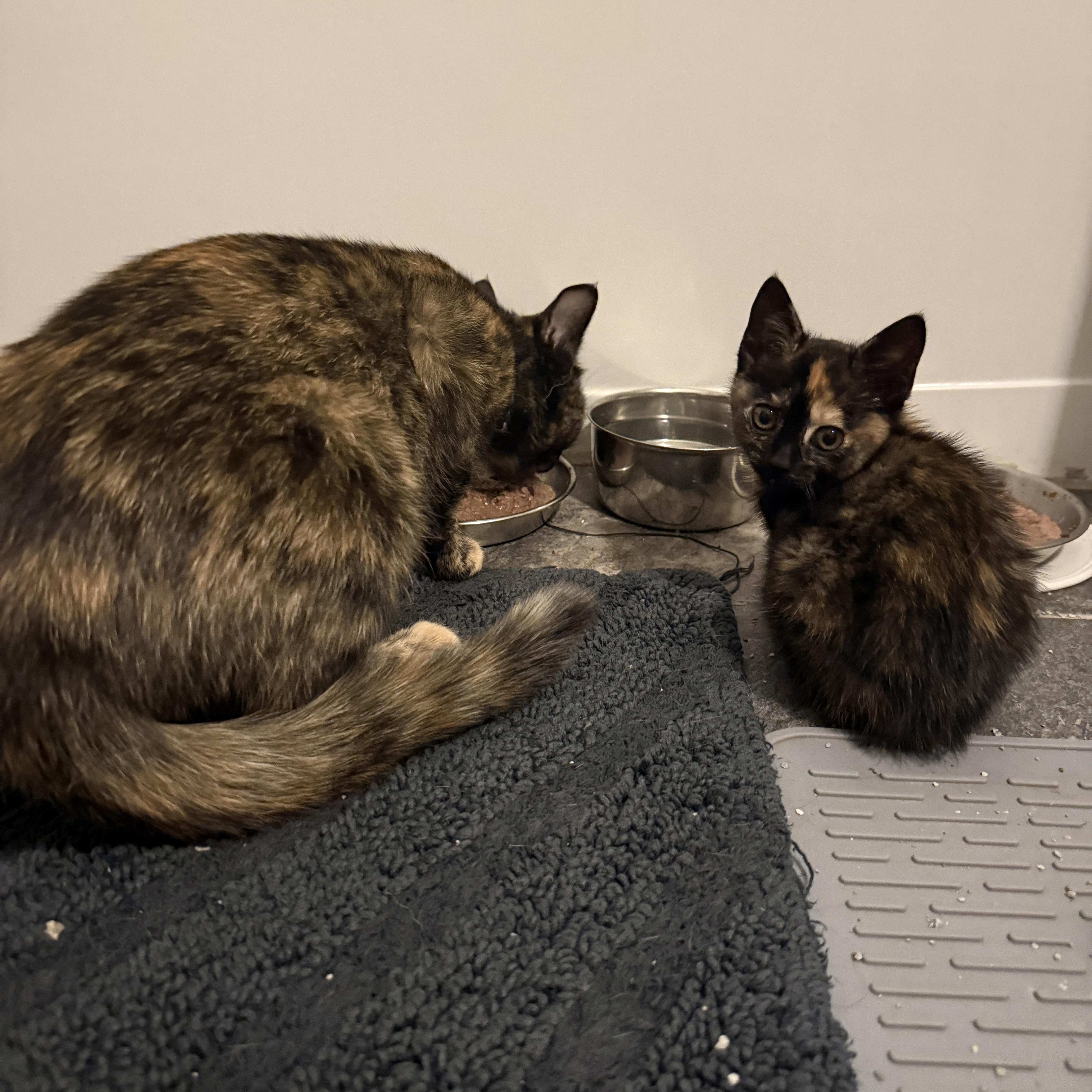 A baby medium-sized female Tortoiseshell Domestic Short Hair cat named Brandi Carlisle for adoption in Clyde, NC