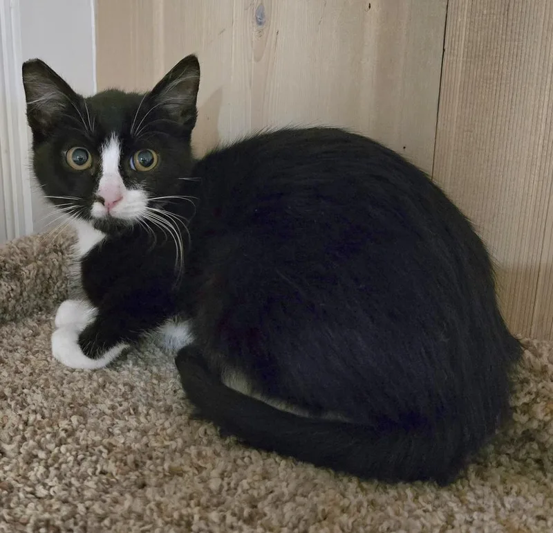 A baby small-sized male Black & White / Tuxedo Domestic Short Hair cat named Bo for adoption in Vancouver, WA