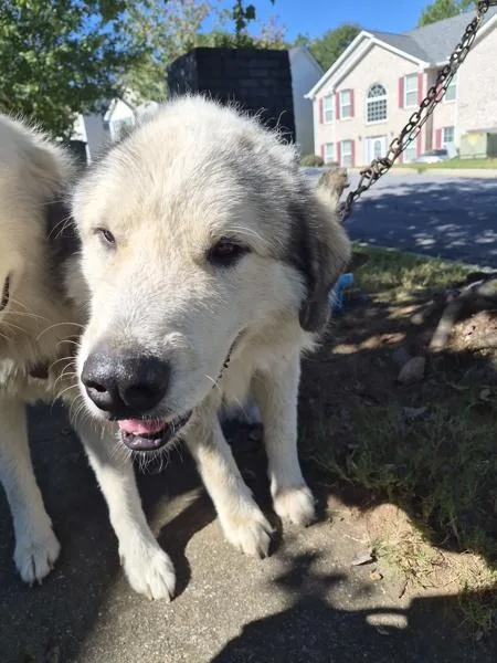 An adult large-sized male Great Pyrenees dog named Ic for adoption in Lawrenceville, GA
