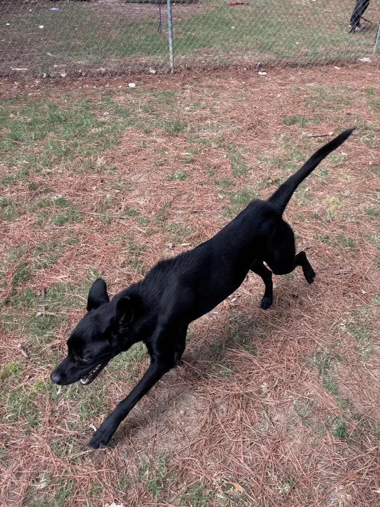 A young medium-sized female Labrador Retriever dog named Molly for adoption in Little Rock, AR