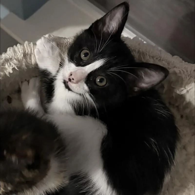 A baby small-sized male Black Domestic Short Hair cat named Swiss for adoption in Missouri City, TX