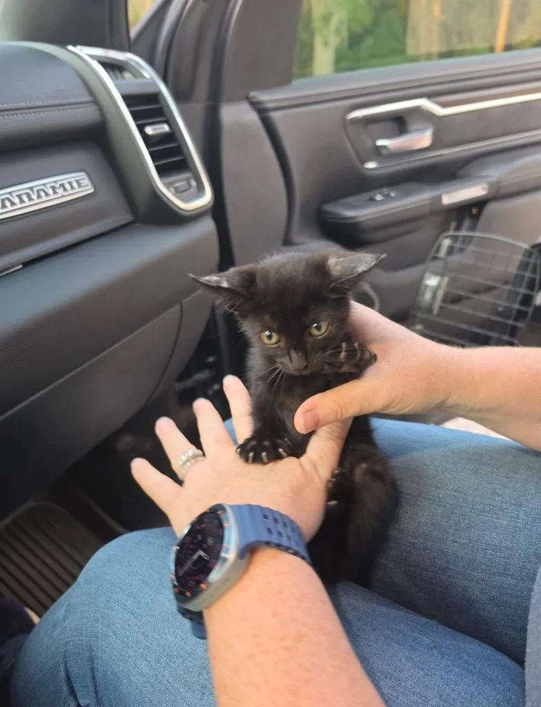A baby medium-sized female Domestic Short Hair cat named Ethyl for adoption in Tampa, FL