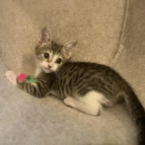 A baby small-sized female Domestic Short Hair cat named Winnie for adoption in San Antonio, TX