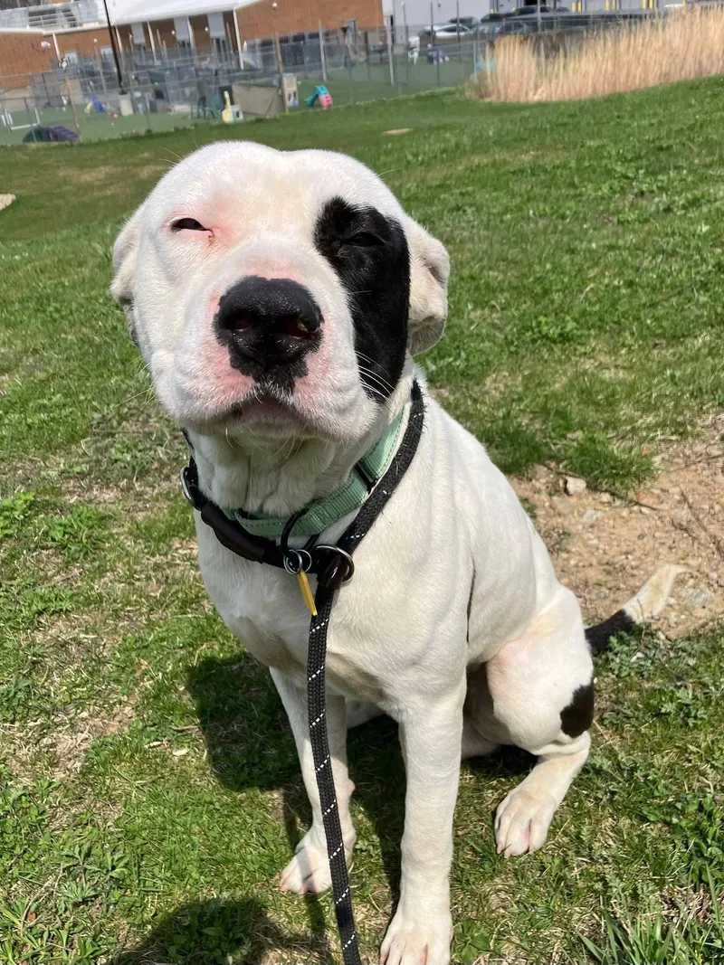 A young medium-sized male White / Cream Pit Bull Terrier dog named Dugout for adoption in Cleveland, OH