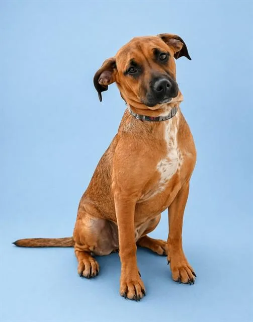 A young large-sized female Black Mouth Cur dog named Verity for adoption in Westminster, MD