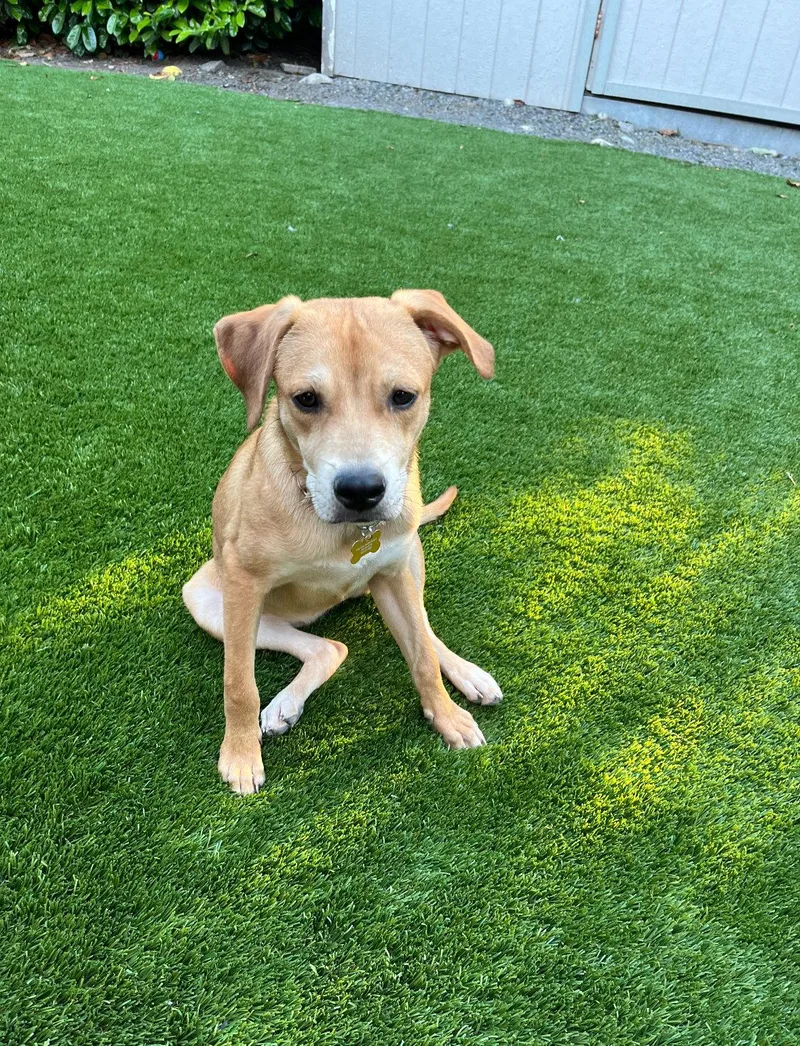 A baby large-sized female Hound dog named Lily for adoption in Bothell, WA