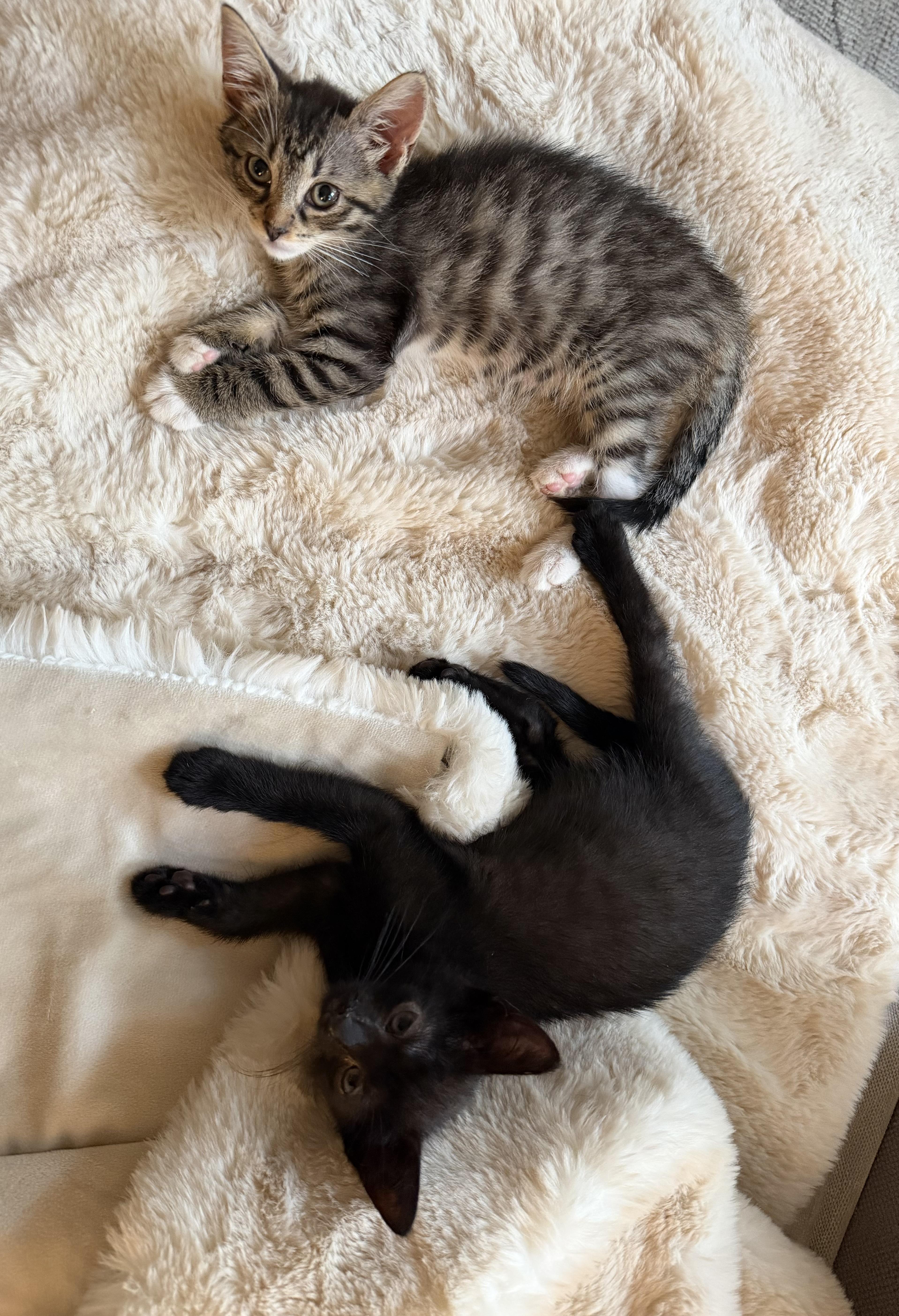 A baby small-sized male Black Domestic Short Hair cat named Flossy and Waterpik for adoption in Brooklyn, NY