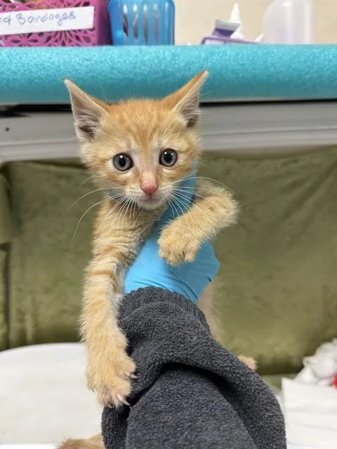 A baby small-sized male Domestic Short Hair cat named Saturn for adoption in Riverside, CA
