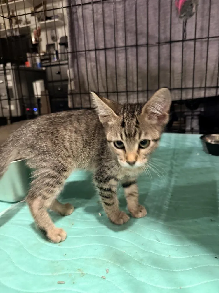 A baby small-sized male Brown / Chocolate Domestic Short Hair cat named Alex for adoption in Hudson, NH