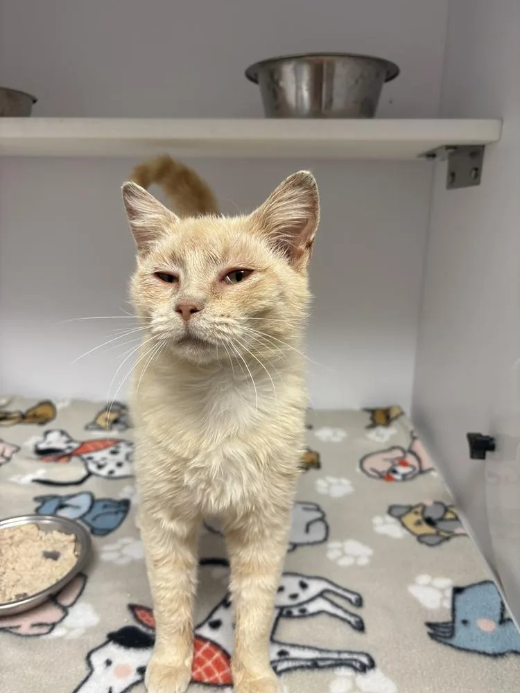 A young small-sized female Domestic Short Hair cat named Sunrise for adoption in Bolivar, MO
