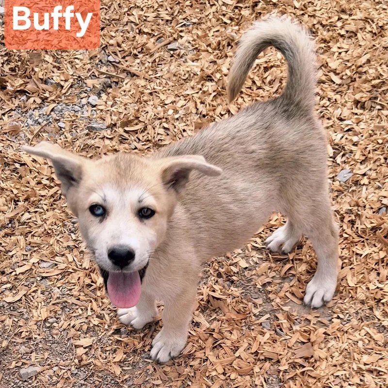 A baby medium-sized female Apricot / Beige Husky dog named Buffy for adoption in Albany, NY