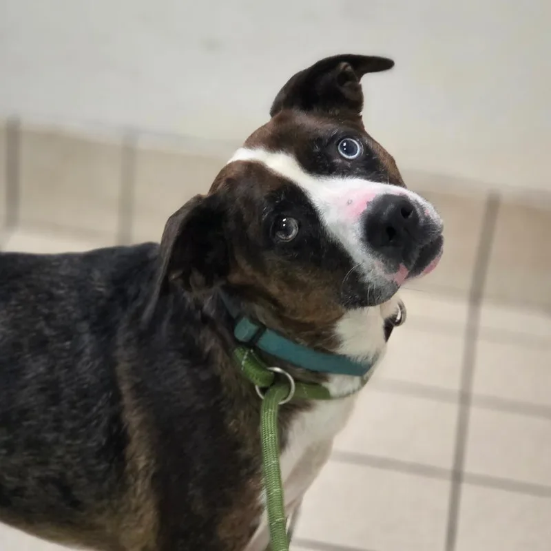 An adult medium-sized female Brown / Chocolate Mixed Breed dog named Callie for adoption in Charleston, WV