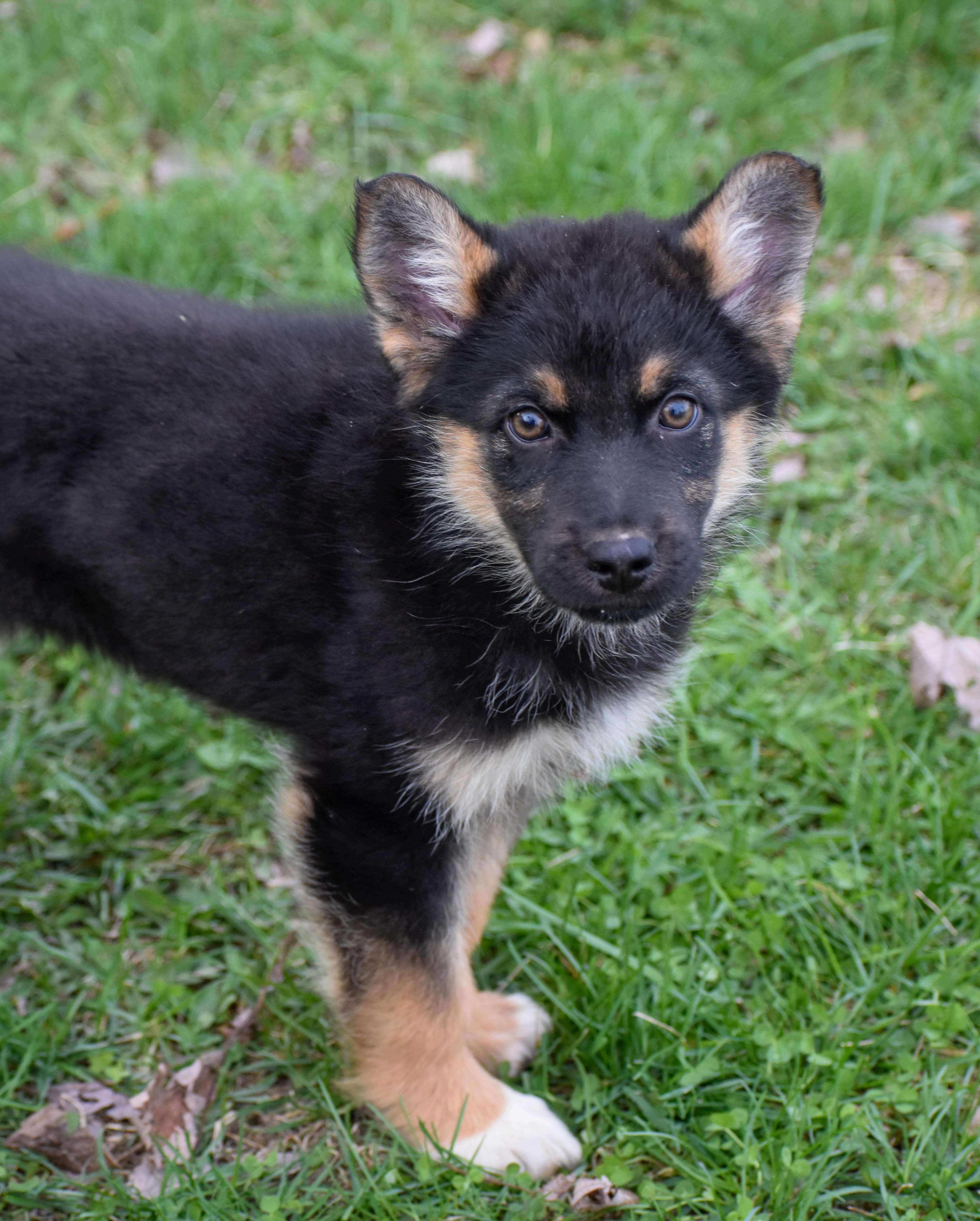 Josephine thumbnail 3