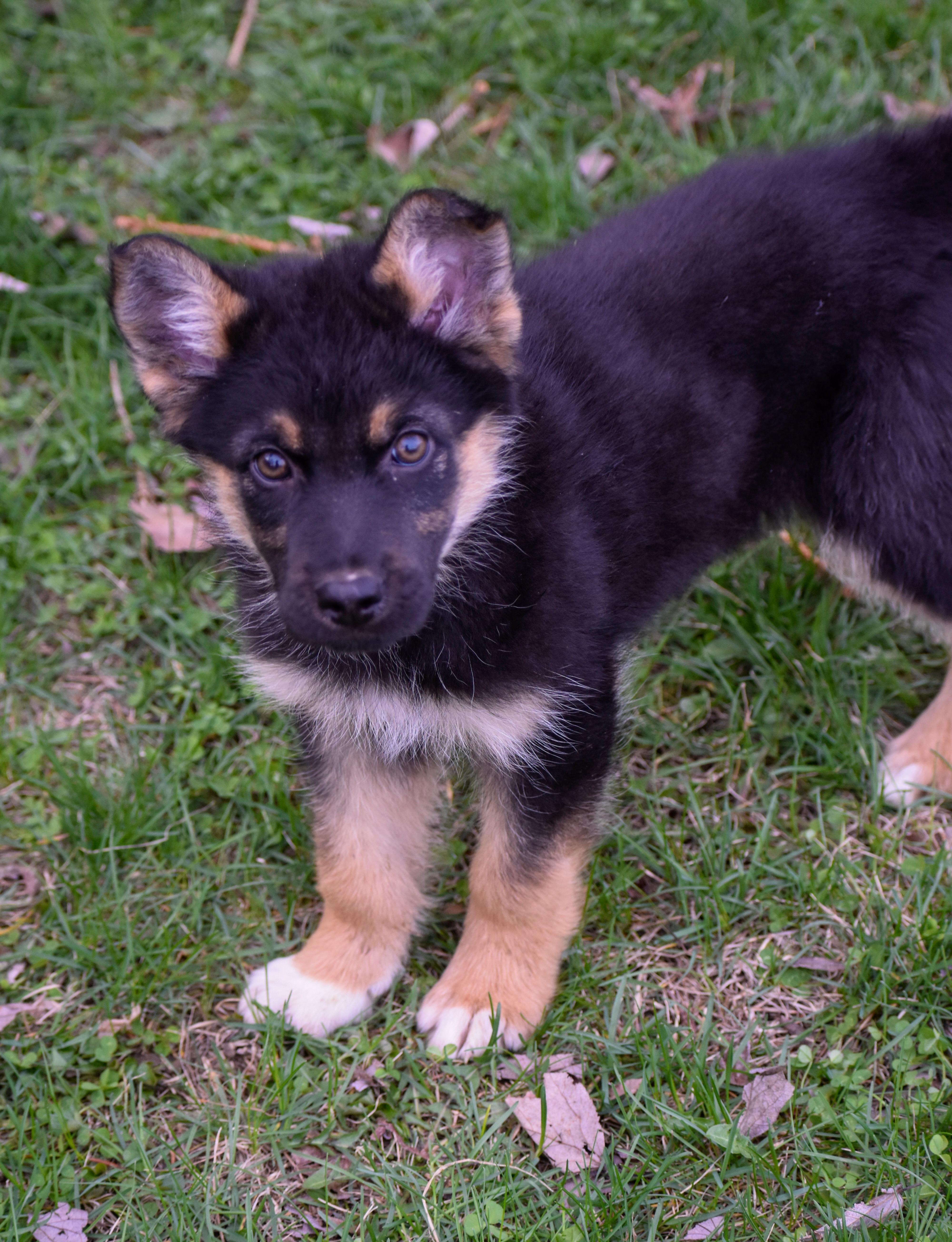 Josephine thumbnail 6