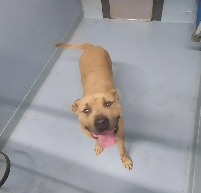 An adult large-sized male Mixed Breed dog named Clyde for adoption in Cartersville , GA