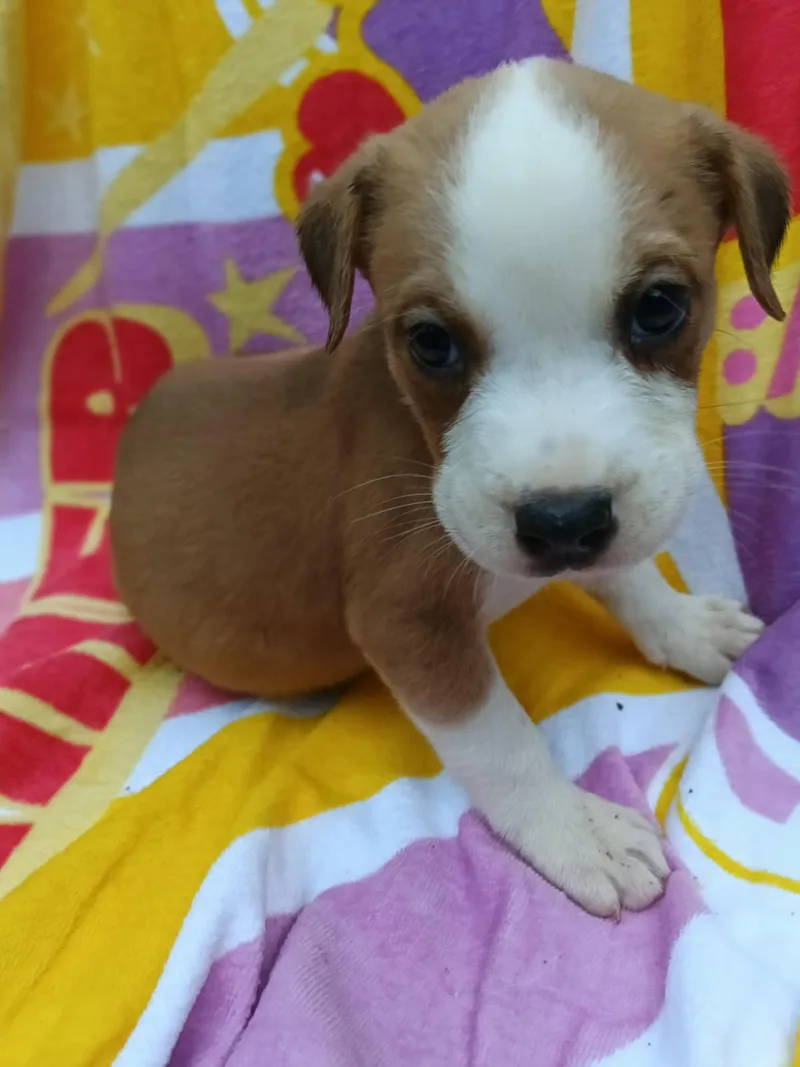 A baby medium-sized female American Staffordshire Terrier dog named Ruka for adoption in Saint Augustine, FL