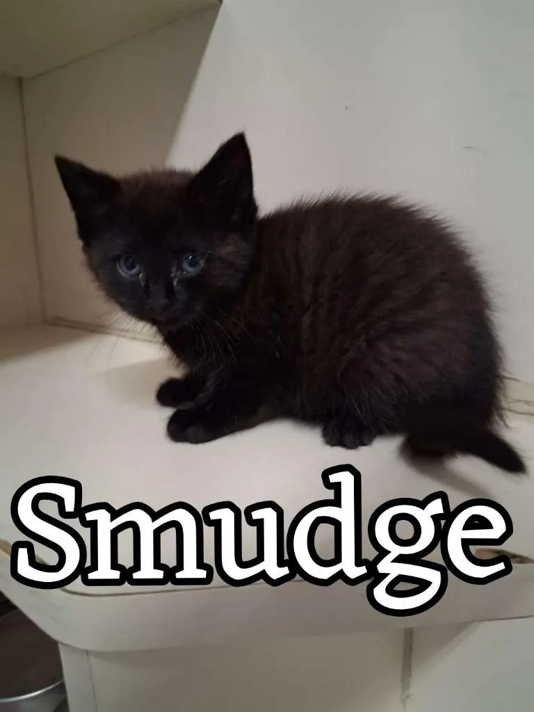 A baby small-sized male Domestic Short Hair cat named Smudge for adoption in Hillsboro, OH