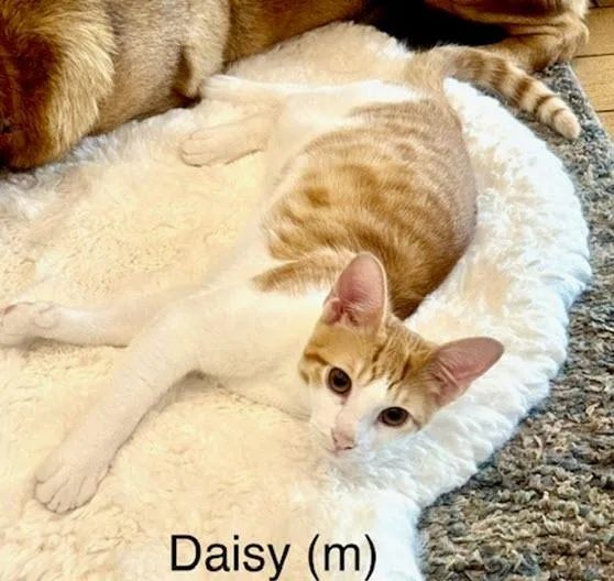 Daisy thumbnail 3