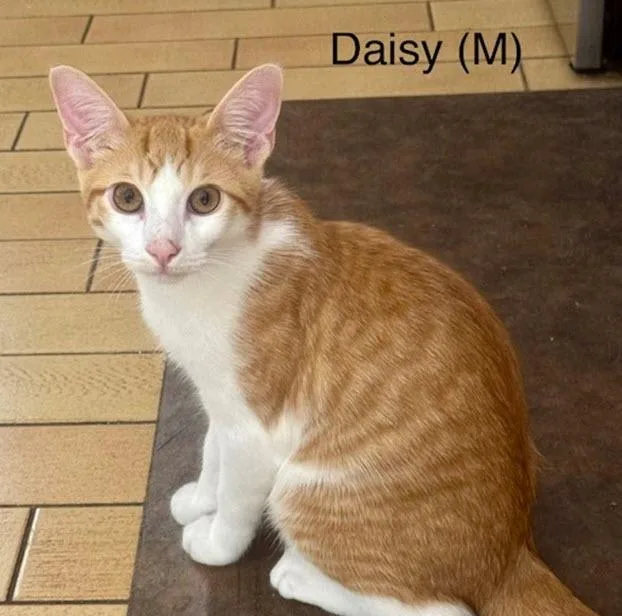 Daisy thumbnail 4
