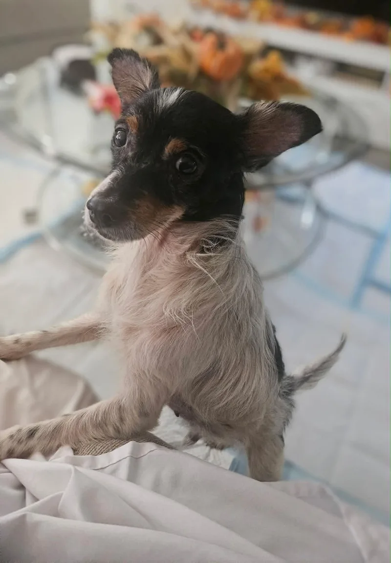 An adult small-sized male Dachshund dog named Charlie for adoption in Holly Springs, NC