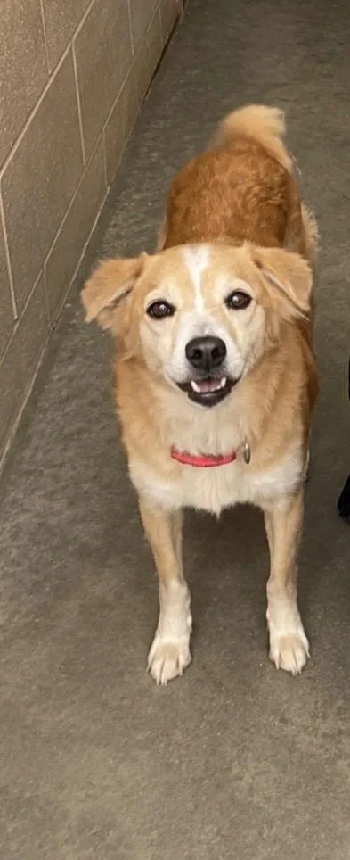 An adult small-sized female Terrier dog named Celine for adoption in Beebe, AR