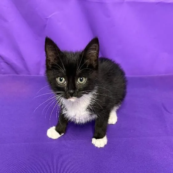 A baby small-sized male Black Domestic Short Hair cat named Lechenaultia for adoption in North Myrtle Beach, SC