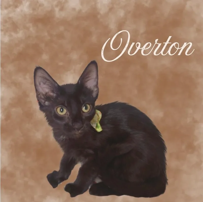 A baby medium-sized male Domestic Short Hair cat named Overton for adoption in Mountain Home, AR