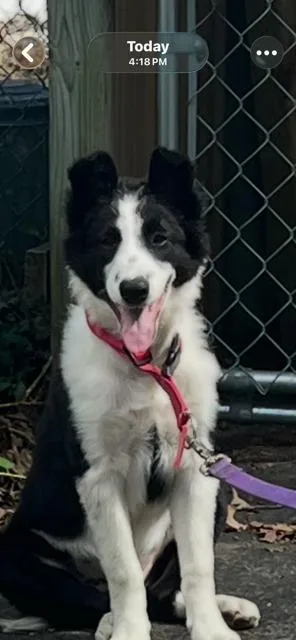 A baby medium-sized male Border Collie dog named Toby for adoption in Newaygo, MI
