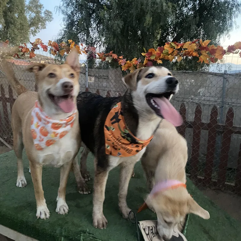 Hope  Golden Labrador