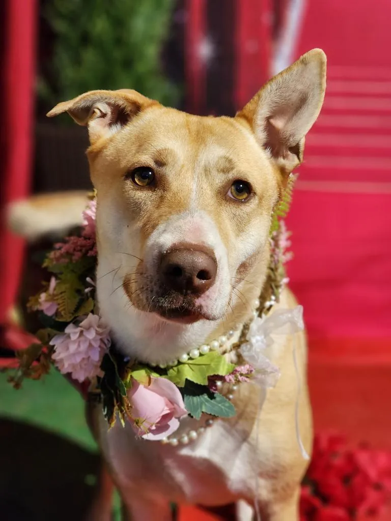 Hope  Golden Labrador thumbnail 2