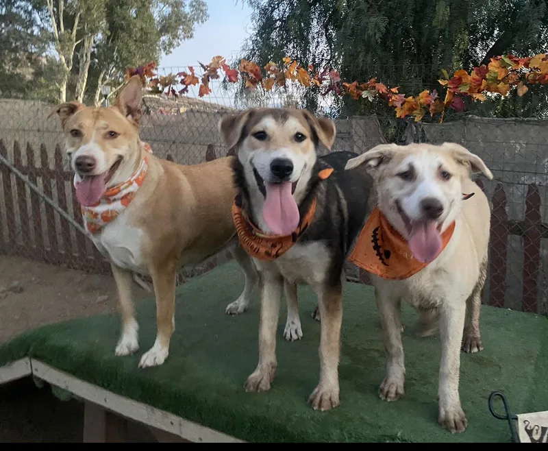 Hope  Golden Labrador thumbnail 4