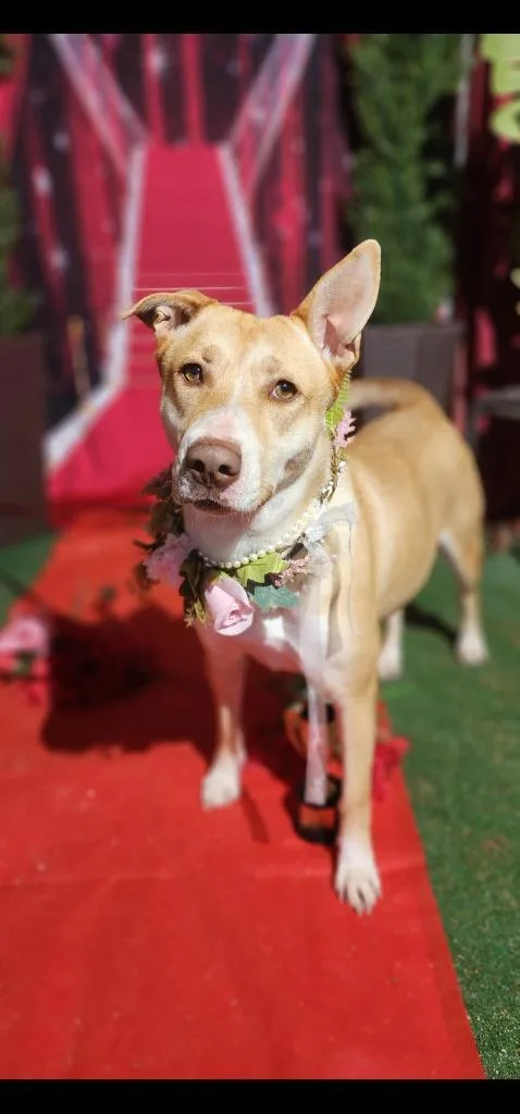 Hope  Golden Labrador thumbnail 5