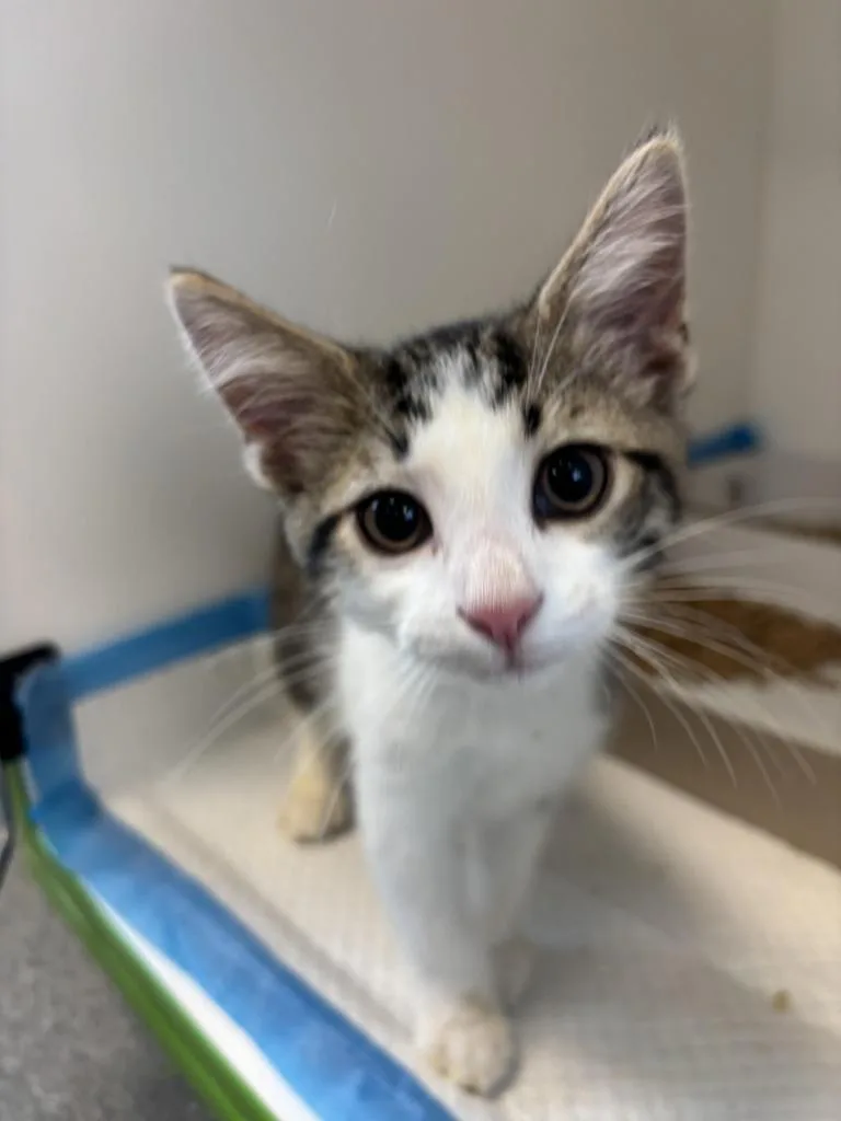 A baby large-sized male Domestic Short Hair cat named Tito for adoption in Greenfield, IN