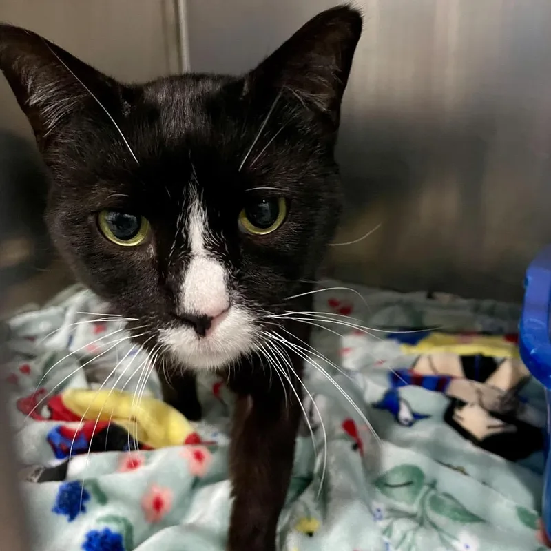An adult large-sized male Black Domestic Short Hair cat named Orion for adoption in Fairmont, WV
