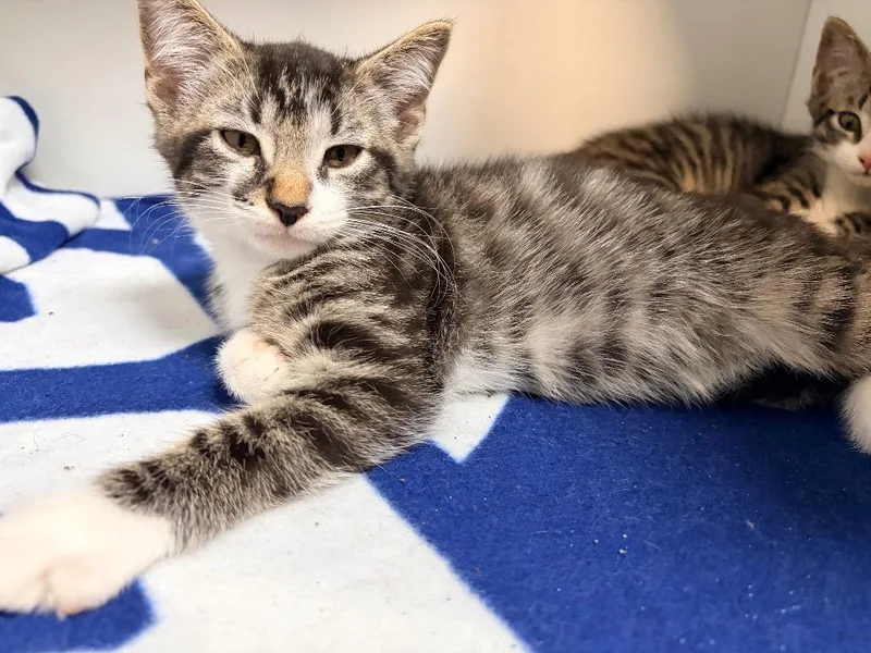 A baby medium-sized male Domestic Short Hair cat named Dex for adoption in Huntington, IN