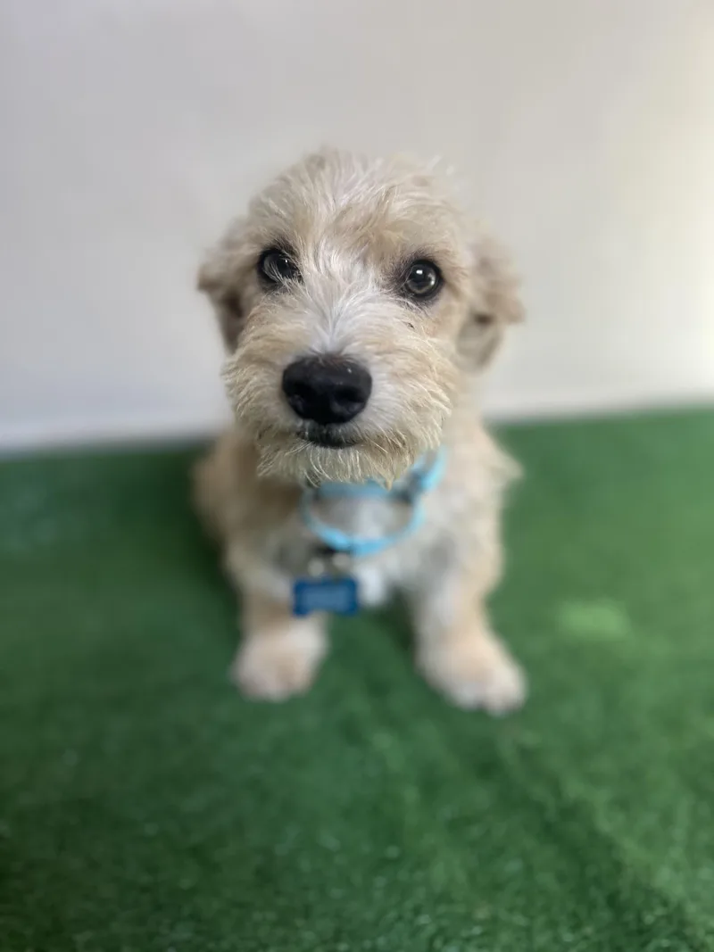 A young small-sized male Apricot / Beige Terrier dog named Rocco for adoption in San Ysidro, CA
