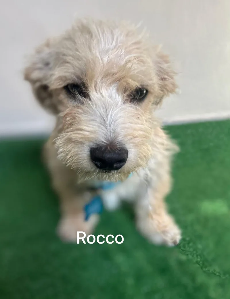 Rocco thumbnail 4