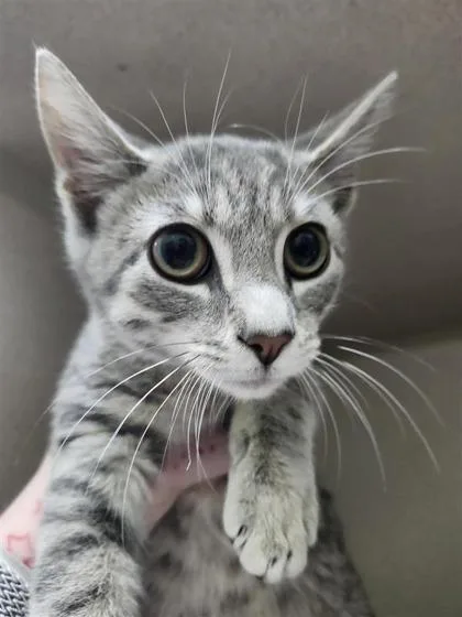 A young medium-sized male Domestic Short Hair cat named Ninetails for adoption in Columbus, IN