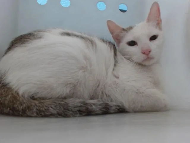 An adult large-sized female Domestic Short Hair cat named Kora for adoption in Albuquerque, NM
